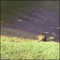 Funny Cat GIF • Startled cat is startled falling in a pond. Huge SPLASH, haha [ok-cats.com]