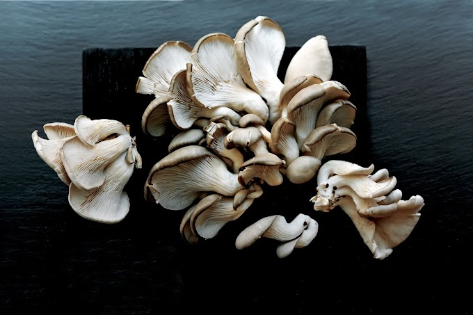 Buy White Oyster Mushroom Spawn in Williamnagar | Mushroom Spawn in Meghalaya | Mushroom spawn kits | Mushroom spawn online