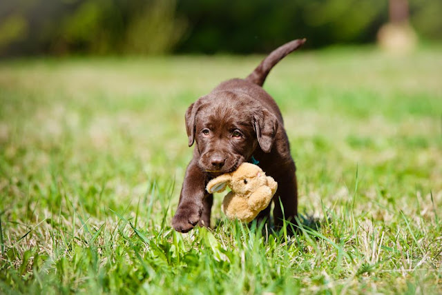 Download Chocolate or Brown Labrador Puppy Wallpaper or Iphone Background