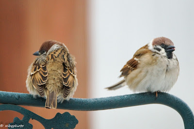 sparrows in the cold