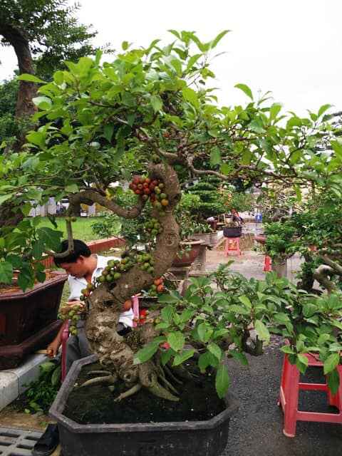 Bonsai Loa Berbuah