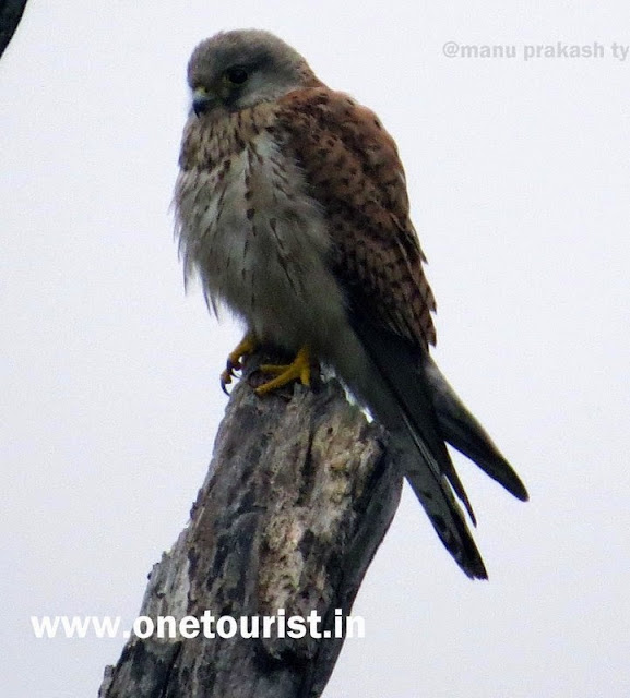 bharatpur bird sanctuary ,ghana , rajasthan , केवलादेव नेशनल पार्क , घाना , राजस्थान 