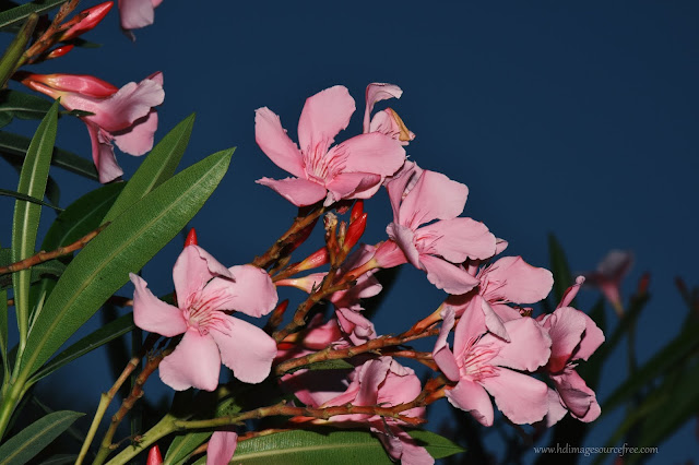 HD Pink Nerium Oleander Flowers