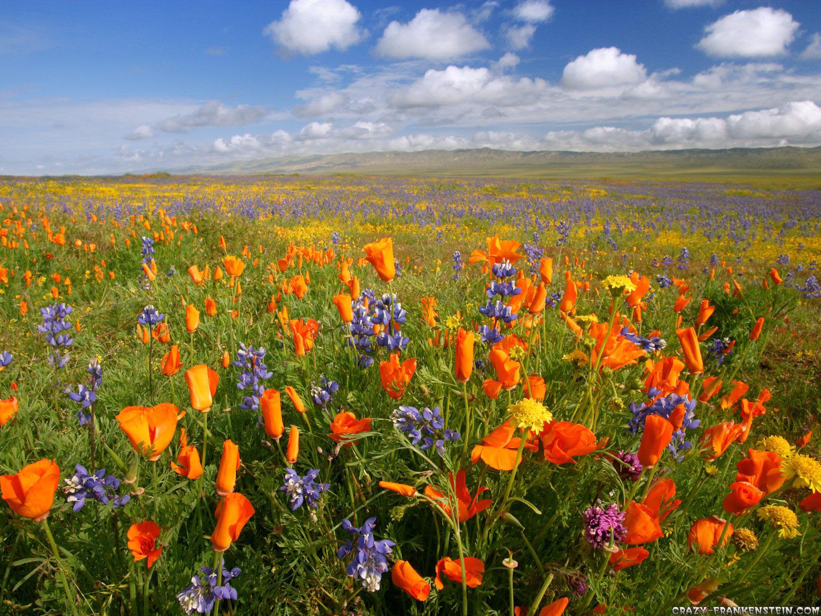 I hope it is this pretty with wildflowers when we arrive.