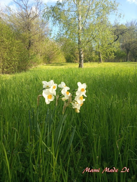 Narzissen - Osterglocken - Narcissus - Daffodils