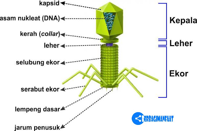 GAMBARKAN STRUKTUR TUBUH BAKTERIOFAGE DAN KETERANGANNYA