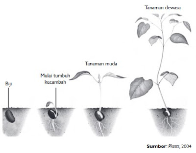Hasil gambar untuk pertumbuhan dan perkembangan pada tumbuhan kelas 8
