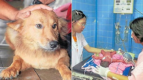 A dog named Pui saved the life of a newborn, after the dog carried a plastic bag with the baby inside from a Dumpster back to its home in Thailand