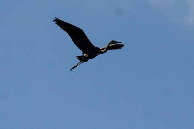 Great Blue Heron on the Mast Trail, Rouge Park