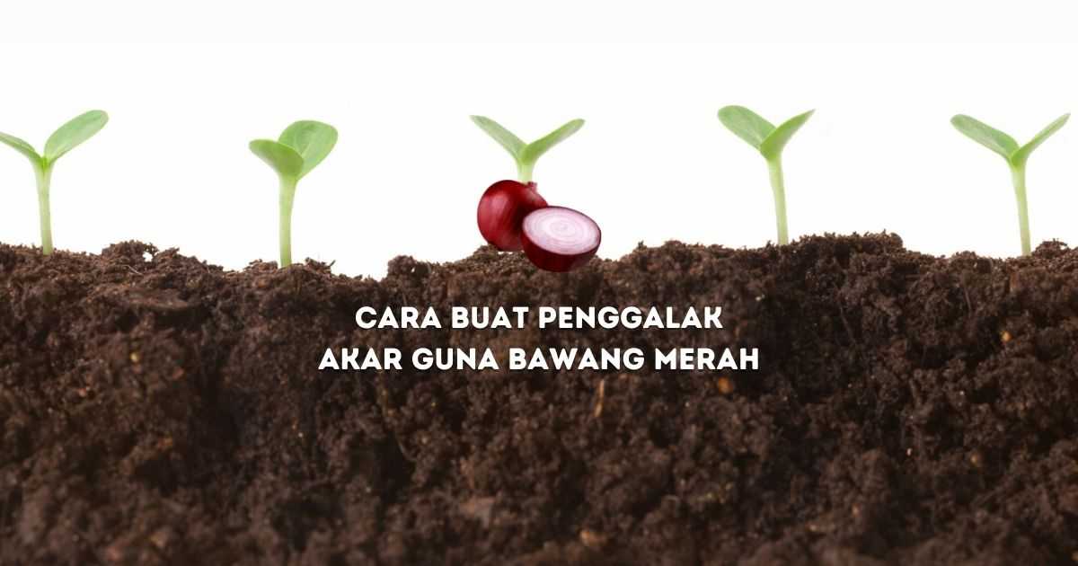 Cara membuat penggalak akar terbaik buatan sendiri