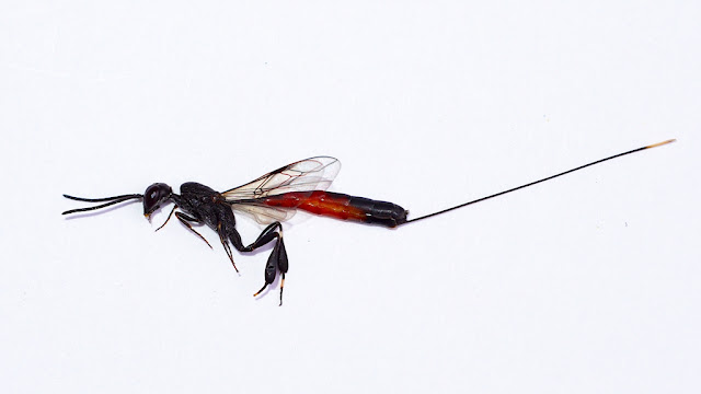 Gasteruption female