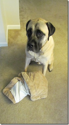 I eat my dog bed