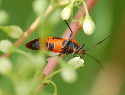 Oncopeltus fasciatus, ventral view