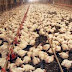 WHY POULTRY FARMING IS SO PROBLEMATIC