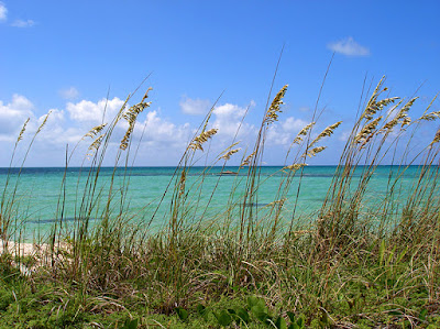 Sea Oats