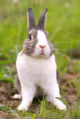  Rabbit Image