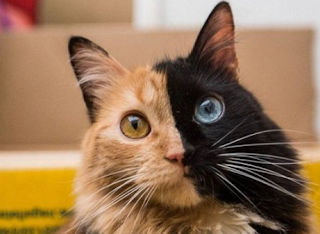 https://bloganuanu.blogspot.com/2018/11/cara-merawat-kucing-dengan-benar.html