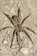 [49]_Aranha-Lobo_(hogna_radiata)