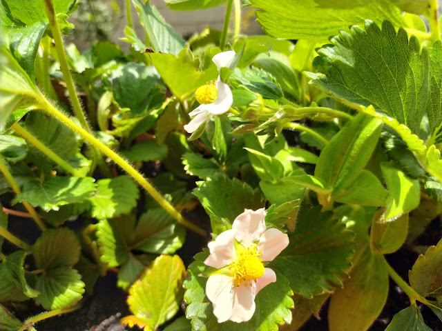 Fresones (Fragaria x ananassa).