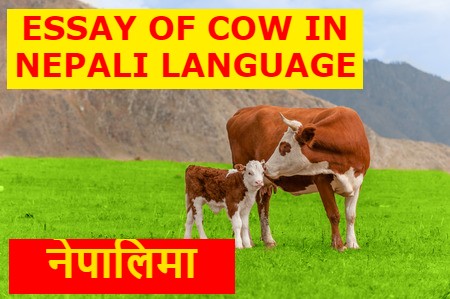 Essay of Cow in Nepali Language