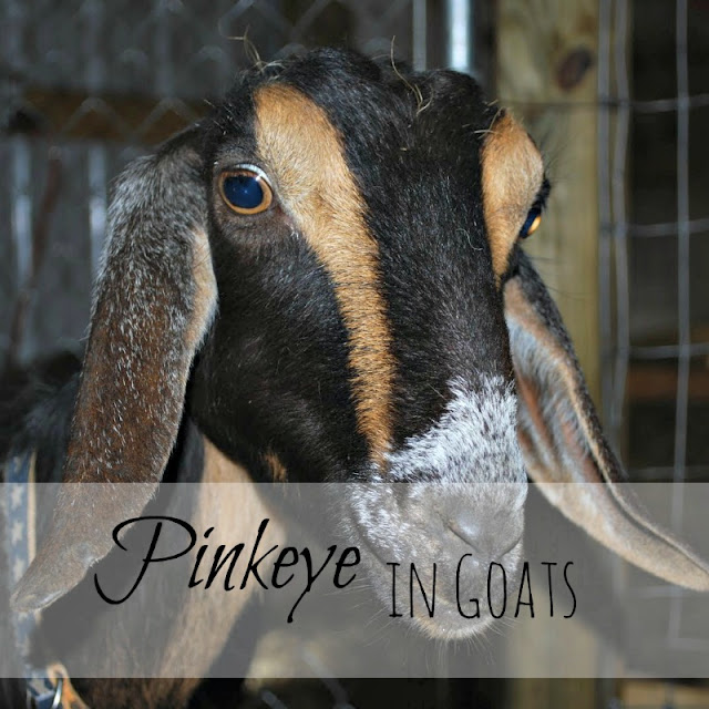 Pink eye in goats - what it is and how to treat it without antibiotics.