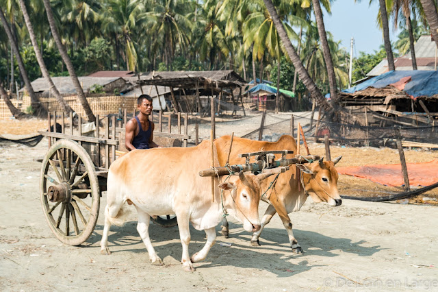 Lone Tha-Sud Ngapali-Birmanie-Myanmar