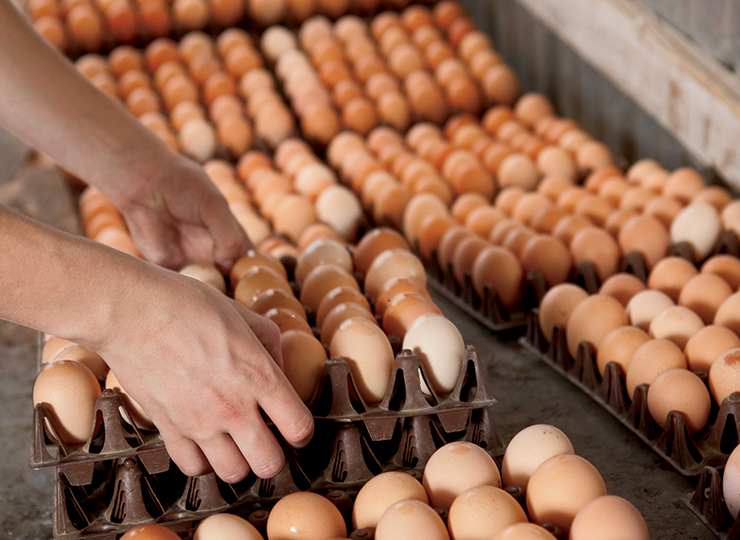  Jual Telur Ayam Secara Online Distributor Telur Makassar 