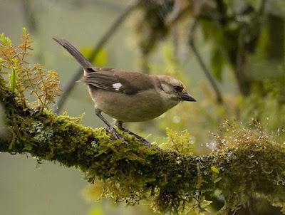 Pale headed Brush finch