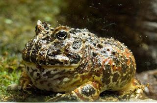 goliath frog