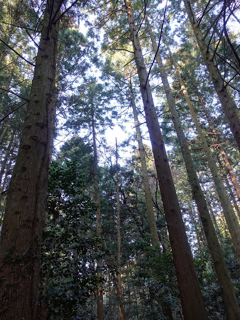 広域農道の妻木川の近くから林道に入る道の景色