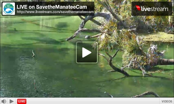 Manatee Cam at Blue Spring State Park