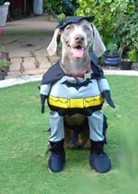 Crazy Halloween Costumes for Dogs