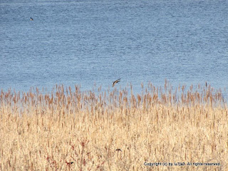 Mallards Flying