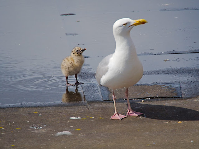 Möwe mit Küken