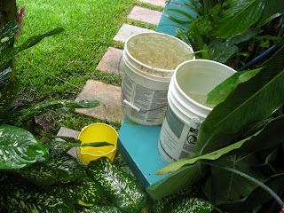 Collecting rainwater in a bucket, La Ceiba, Honduras