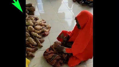 Masya Allah... Masyarakat Muslim Papua Membayar Zakat Fitrah dengan Makanan Pokok berupa Hipere/Ubi Jalar