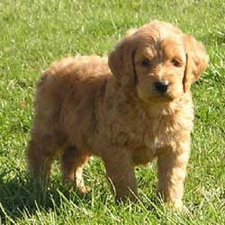 Goldendoodle Puppies on Goldendoodle Puppies