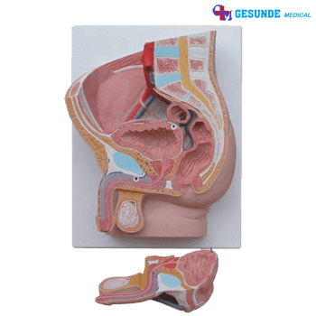 Torso Organ Tubuh Pelvis Panggul Pria