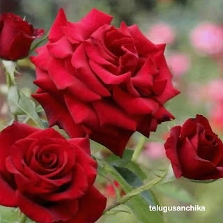 Red Rose Flower, Red Rose Wallpapers, Red Rose images, red rose bouquet, red rose images HD, quotes with Red Rose