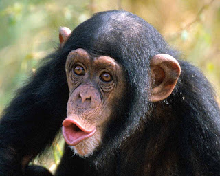 Chimpanzee