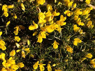 An image of common gorse (Ulex europaeus) on the Mull of Galloway