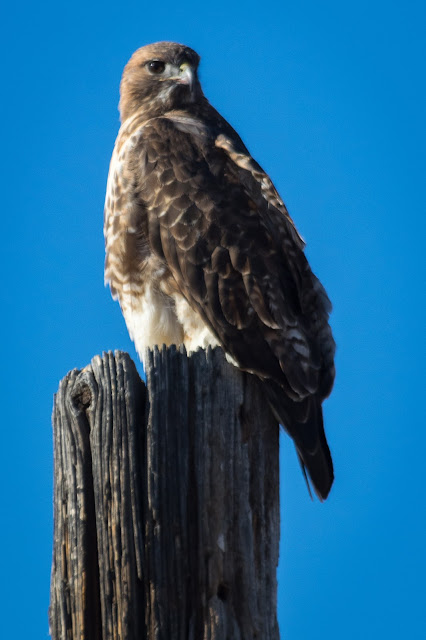Red-tailed Hawk, Standley Lake
