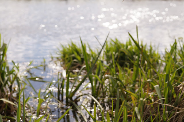 Spring in Norfolk countryside