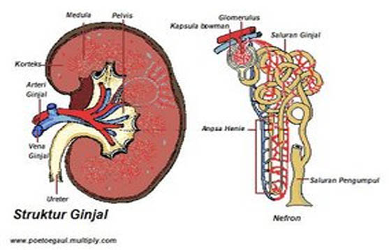 blog biologi Ginjal  dan  Bagian bagiannya 