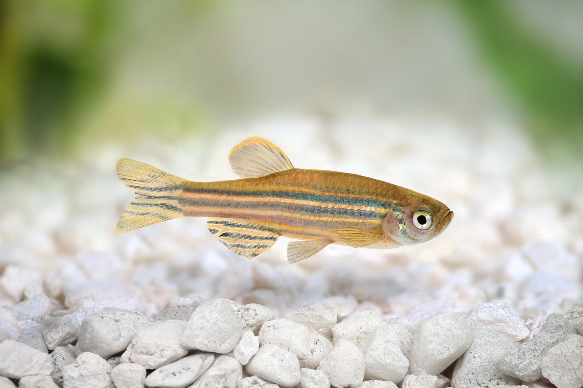 Ikan Zebra Danio Mudah Dipelihara di Akuarium - Ikanhiasku.net