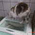 Acidentes com gatos em lavadoras de roupas