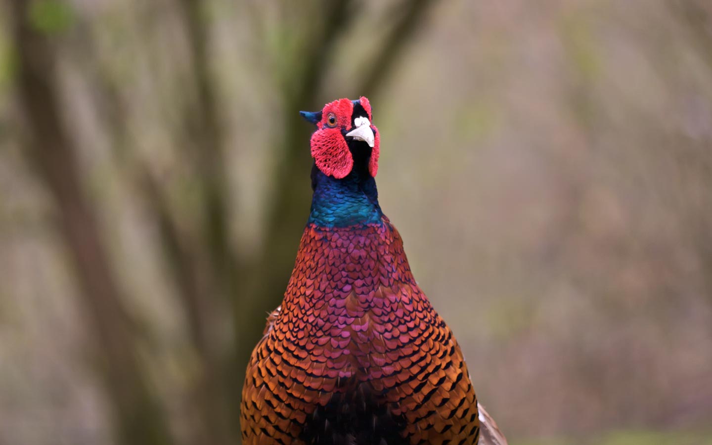 Birding: Close Up of the Female Pheasant.