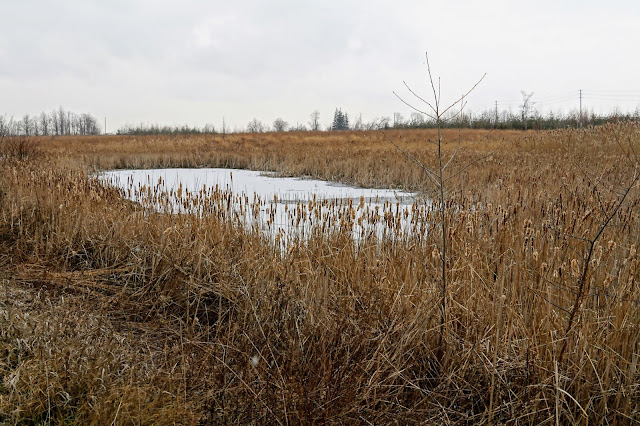 Reclaiming wetlands in Bob Hunter Memorial Park