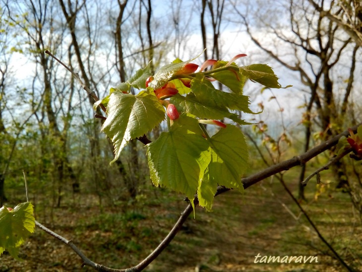 Липа амурская (Tilia amurensis)