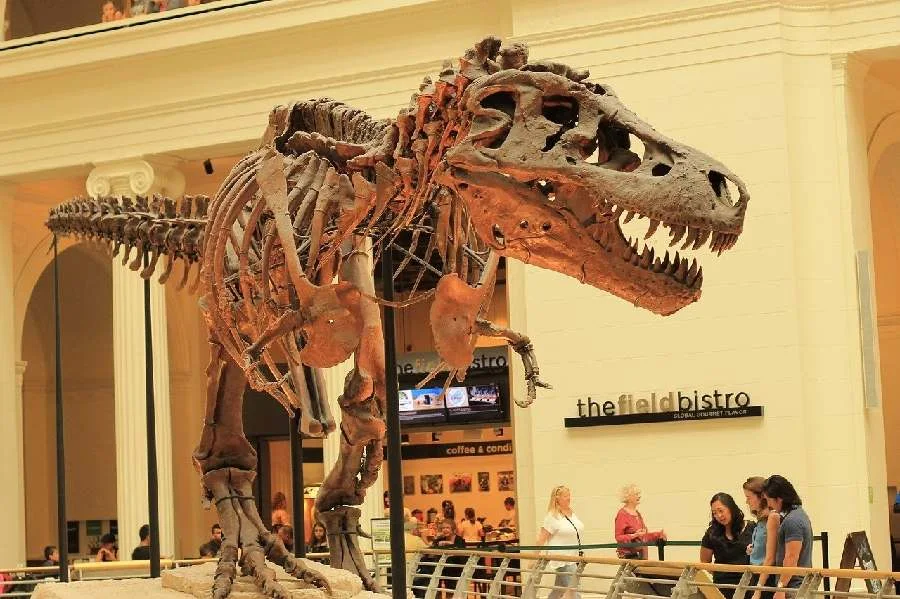 El agujero en la mandíbula del tiranosaurio rex Sue sigue siendo un misterio